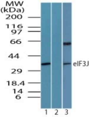 Western Blot: EIF3J Antibody [NBP2-24572]