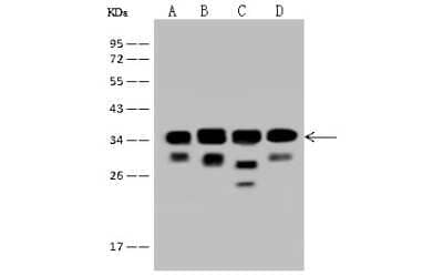 Western Blot: EIF3J Antibody [NBP2-97521]