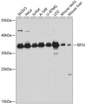 Western Blot: EIF3J AntibodyAzide and BSA Free [NBP3-04592]