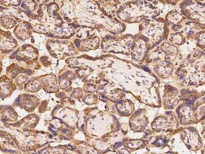 Immunohistochemistry-Paraffin: EIF3M Antibody [NBP2-97751]