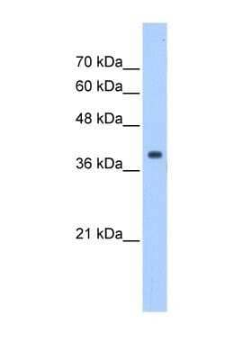 Western Blot: EIF3M Antibody [NBP1-56654]