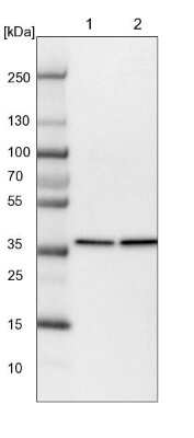 Western Blot: EIF3M Antibody [NBP1-83552]