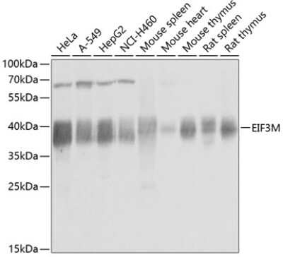 Western Blot: EIF3M AntibodyBSA Free [NBP3-04704]