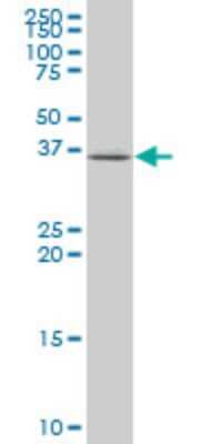 Western Blot: EIF3S3 Antibody (3B12) [H00008667-M01]