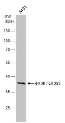 Western Blot: EIF3S3 Antibody (GT2712) [NBP3-13549]