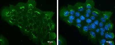 Immunocytochemistry/ Immunofluorescence: EIF3S3 Antibody (GT35512) [NBP3-13550]