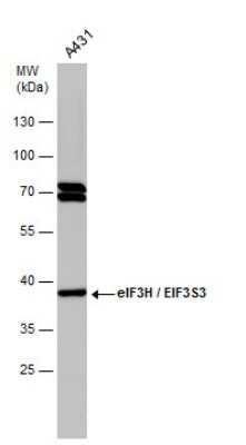 Western Blot: EIF3S3 Antibody (GT35512) [NBP3-13550]