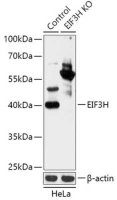 Knockout Validated: EIF3S3 Antibody - Azide and BSA Free [NBP3-03810]