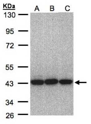 Western Blot: EIF3S3 Antibody [NBP1-31572]