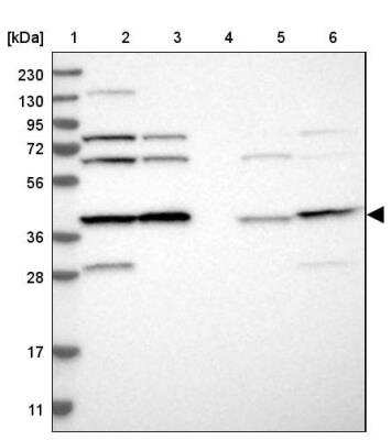 Western Blot: EIF3S3 Antibody [NBP1-84870]