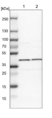 Western Blot: EIF3S3 Antibody [NBP1-84870]