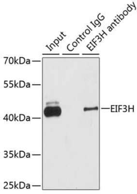 Western Blot: EIF3S3 AntibodyBSA Free [NBP3-03811]