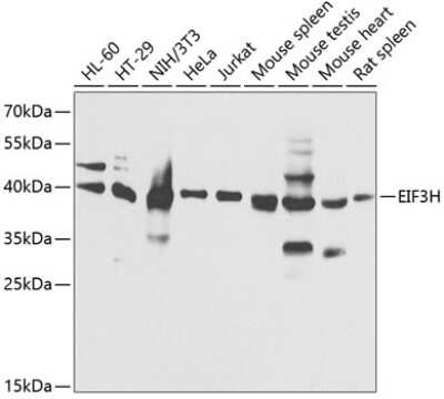 Western Blot: EIF3S3 AntibodyBSA Free [NBP3-03812]