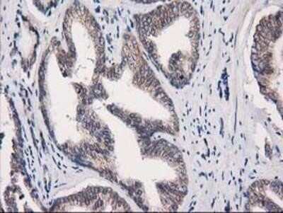 Immunohistochemistry-Paraffin: EIF4E2 Antibody (OTI1F11) [NBP2-03611]