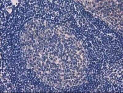 Immunohistochemistry-Paraffin: EIF4E2 Antibody (OTI1F11) [NBP2-03611]