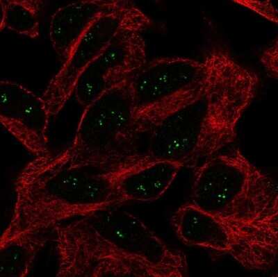 Immunocytochemistry/ Immunofluorescence: EIF4E3 Antibody [NBP2-54931]