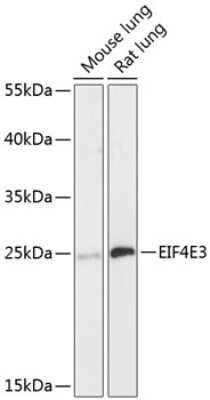 Western Blot: EIF4E3 AntibodyAzide and BSA Free [NBP3-04416]