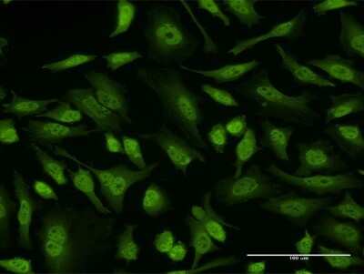 Immunocytochemistry/ Immunofluorescence: EIF4EBP3 Antibody (1E3) [H00008637-M11]