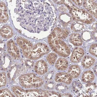 Immunohistochemistry-Paraffin: EIF4EBP3 Antibody [NBP1-91867]