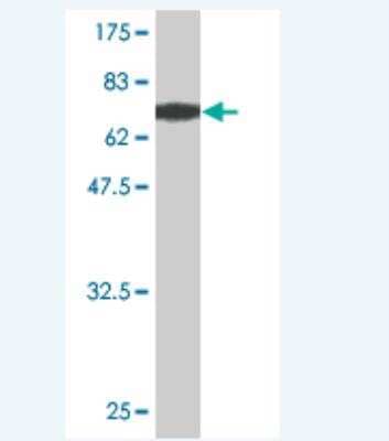 Western Blot: EIF5 Antibody (1D9-4B9) [H00001983-M02]