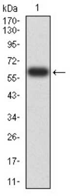 Western Blot: EIF5 Antibody (6D6G6)BSA Free [NBP2-61763]