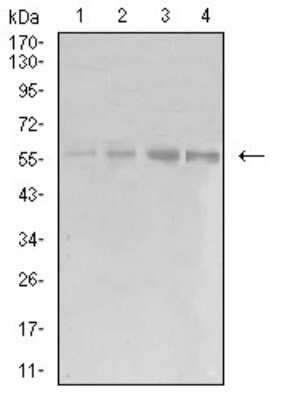 Western Blot: EIF5 Antibody (6D6G6)BSA Free [NBP2-61763]
