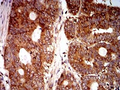 Immunohistochemistry-Paraffin: EIF5 Antibody (6D6H11) - BSA Free [NBP2-61762]