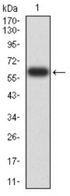 Western Blot: EIF5 Antibody (6D6H11)BSA Free [NBP2-61762]