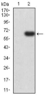 Western Blot: EIF5 Antibody (6D6H11)BSA Free [NBP2-61762]