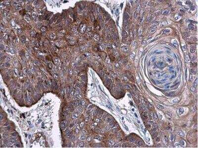 Immunohistochemistry-Paraffin: ELA3A Antibody [NBP2-14946]