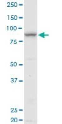 Western Blot: ELAC2 Antibody [H00060528-B01P]