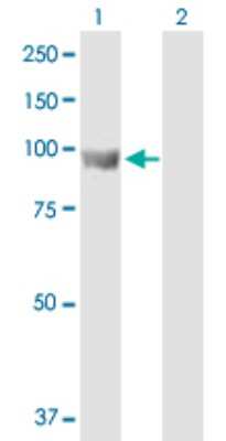 Western Blot: ELAC2 Antibody [H00060528-B01P]