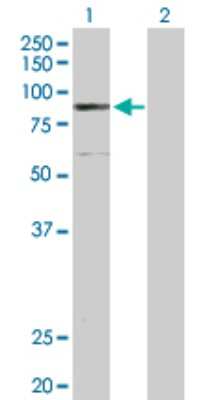 Western Blot: ELAC2 Antibody [H00060528-D01P]