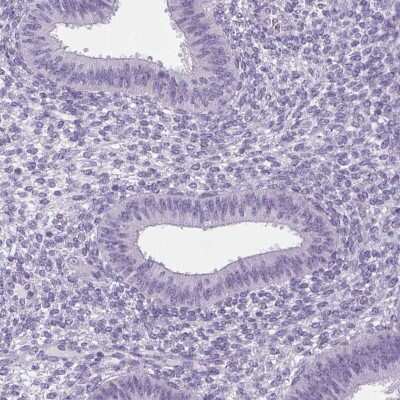 Immunohistochemistry-Paraffin: ELAVL2 Antibody [NBP2-38012]