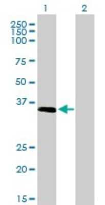 Western Blot: ELAVL4 Antibody (6B9) [H00001996-M01]