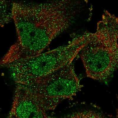 Immunocytochemistry/ Immunofluorescence: ELAVL4 Antibody [NBP2-68648]