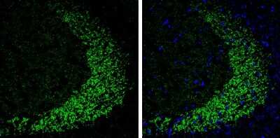 Immunohistochemistry-Frozen: ELAVL4 Antibody [NBP3-13368]