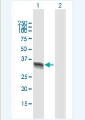 Western Blot: ELAVL4 Antibody [H00001996-B01P-50ug]