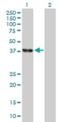 Western Blot: ELAVL4 Antibody [H00001996-D01P]