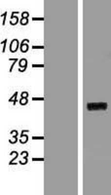 Western Blot: ELAVL4 Overexpression Lysate [NBP2-06499]