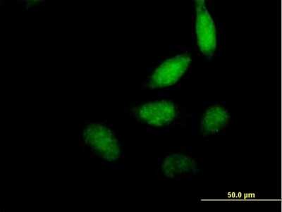 Immunocytochemistry/ Immunofluorescence: ELF2 Antibody [H00001998-B01P]
