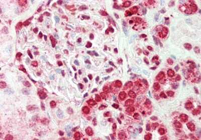 Immunohistochemistry-Paraffin: ELF2 Antibody [NBP2-87348]