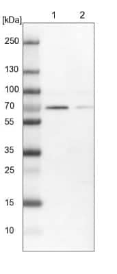 Western Blot: ELF2 Antibody [NBP1-84770]