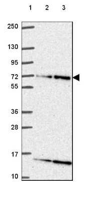 Western Blot: ELF2 Antibody [NBP2-49646]