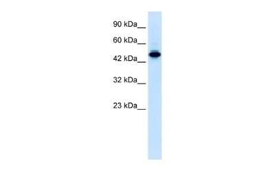 Western Blot: ELF2 Antibody [NBP2-87348]