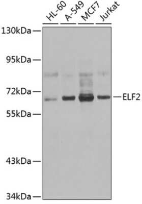 Western Blot: ELF2 AntibodyBSA Free [NBP3-04446]