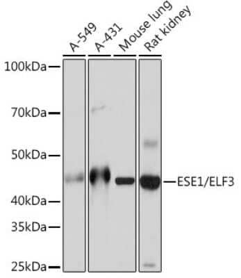 Western Blot: ELF3/ESE-1 Antibody (7O2V4) [NBP3-16429]