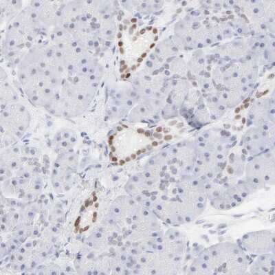 Immunohistochemistry-Paraffin: ELF3/ESE-1 Antibody [NBP1-87945]