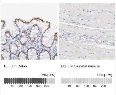 Immunohistochemistry-Paraffin: ELF3/ESE-1 Antibody [NBP1-87945]