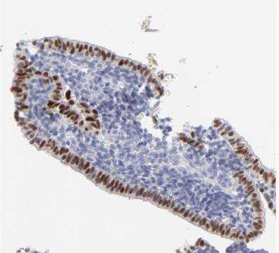 Immunohistochemistry-Paraffin: ELF3/ESE-1 Antibody [NBP1-87945]